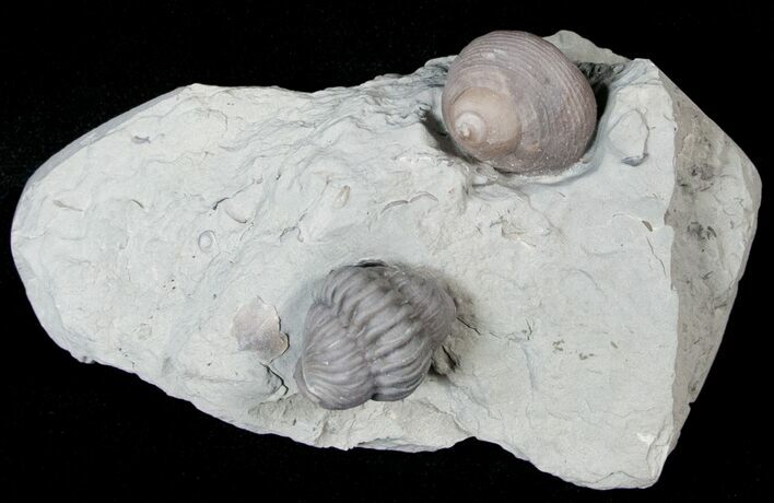 Enrolled Flexicalymene Trilobite With Gastropod #15571